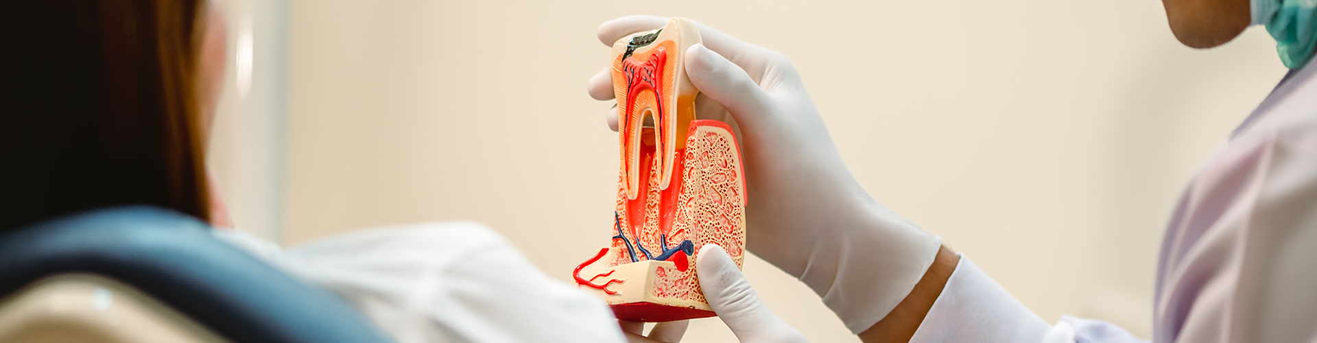 gloved hand holding tooth model in front of patient.